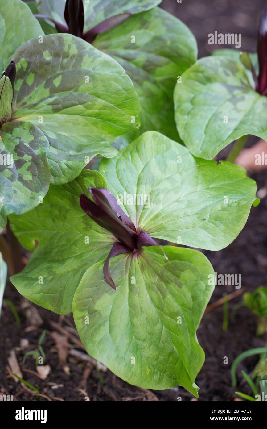 Trillium angustipetalum. Stock Photo