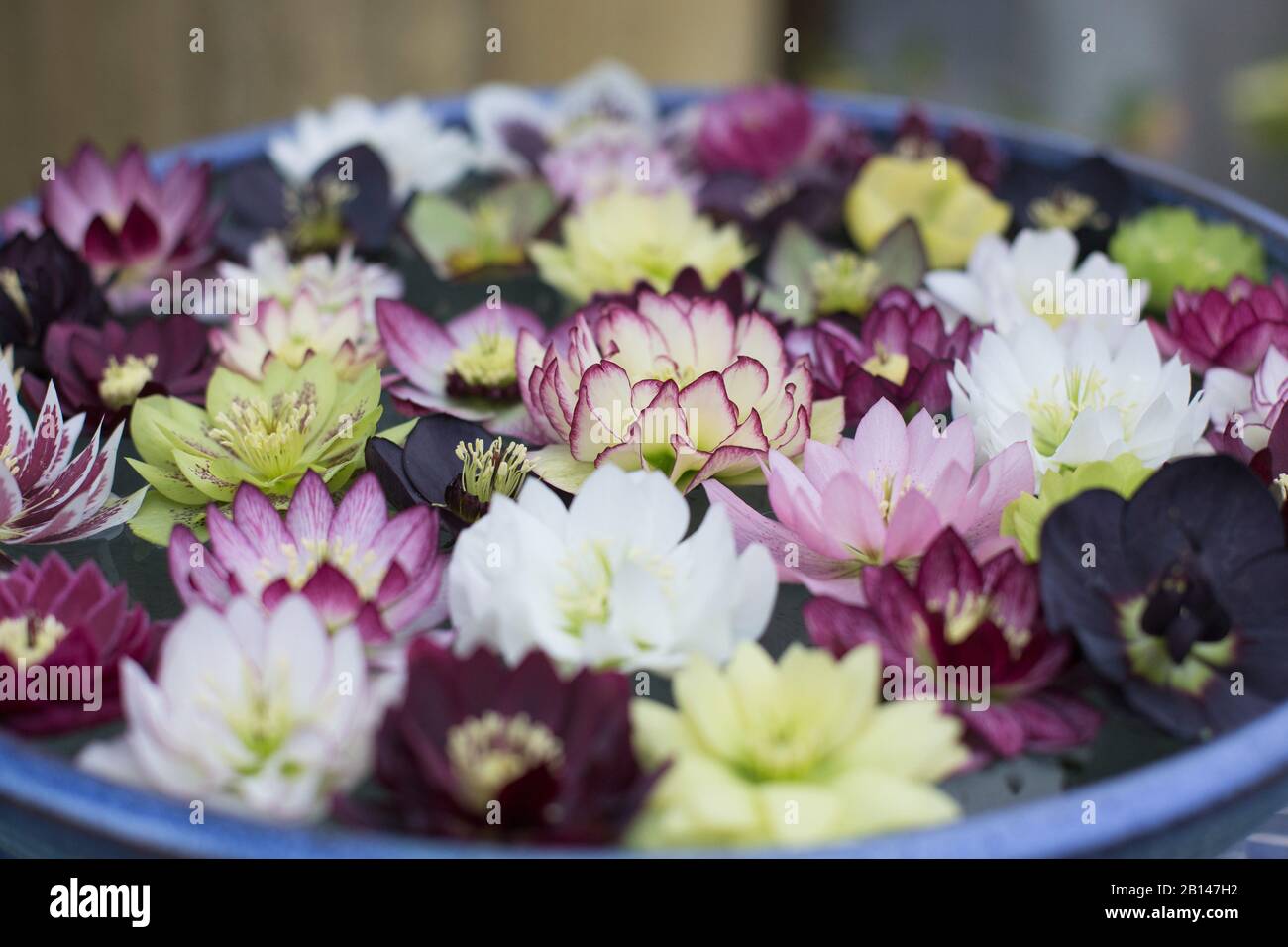 Floating flower arrangement hires stock photography and images Alamy