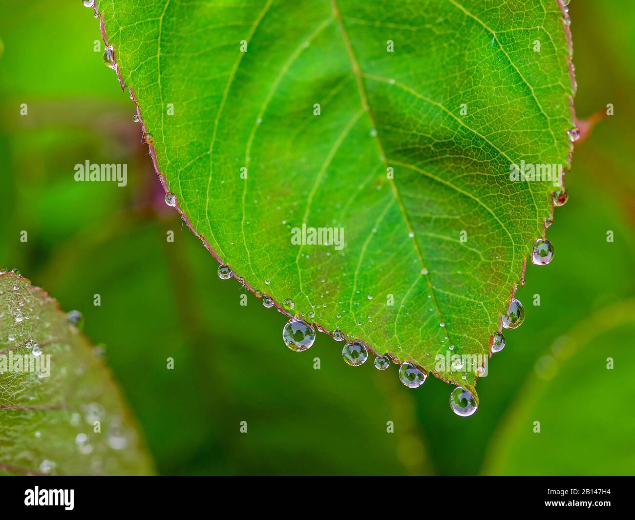 Leaf, dew drops, detail Stock Photo