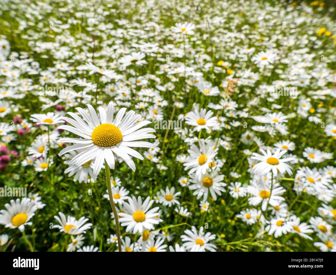 Flower meadow, daisies Stock Photo