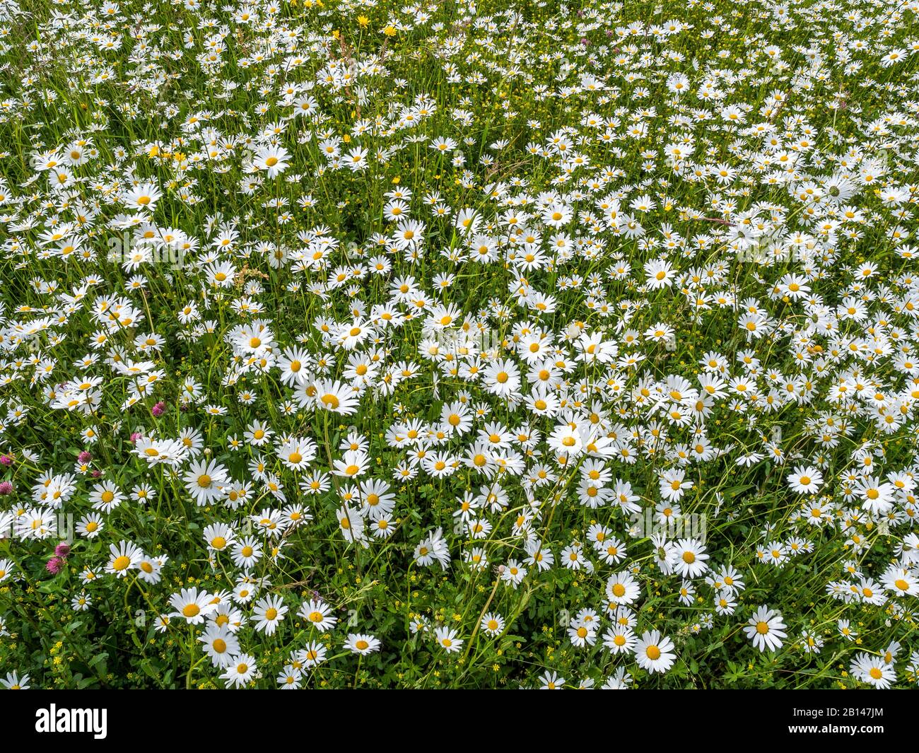 Flower meadow, daisies Stock Photo