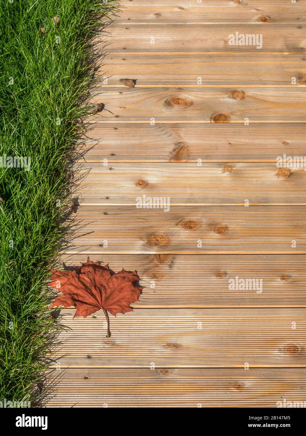 Patio, leaf, maple, wooden floorboards, grass Stock Photo