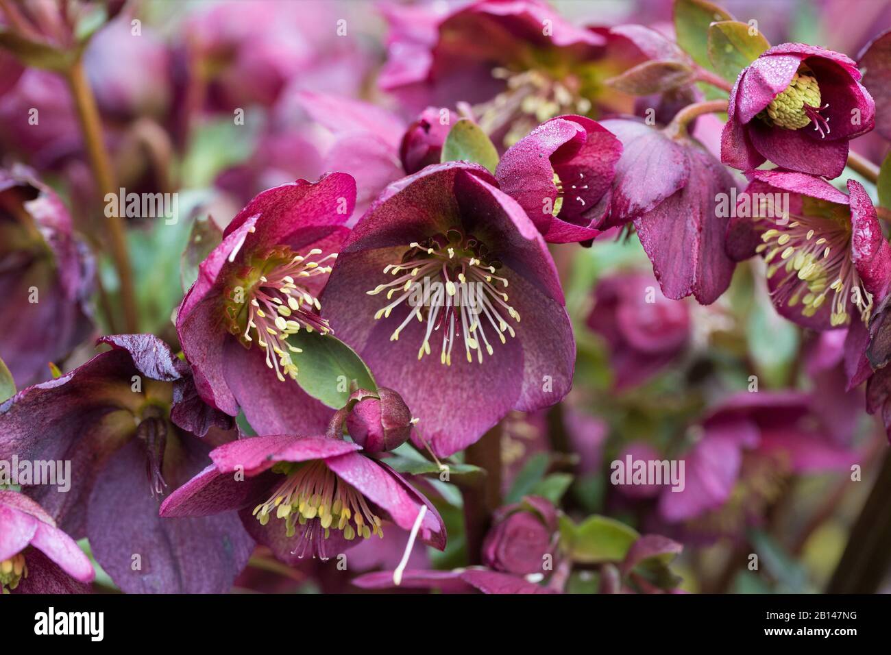Helleborus Gold collection 'Ice n Roses'. Stock Photo