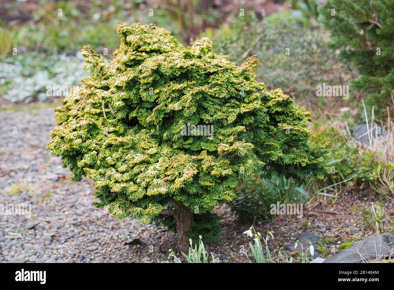 Chamaecyparis obtusa 'Lynn's Golden' hinoki cypress. Stock Photo