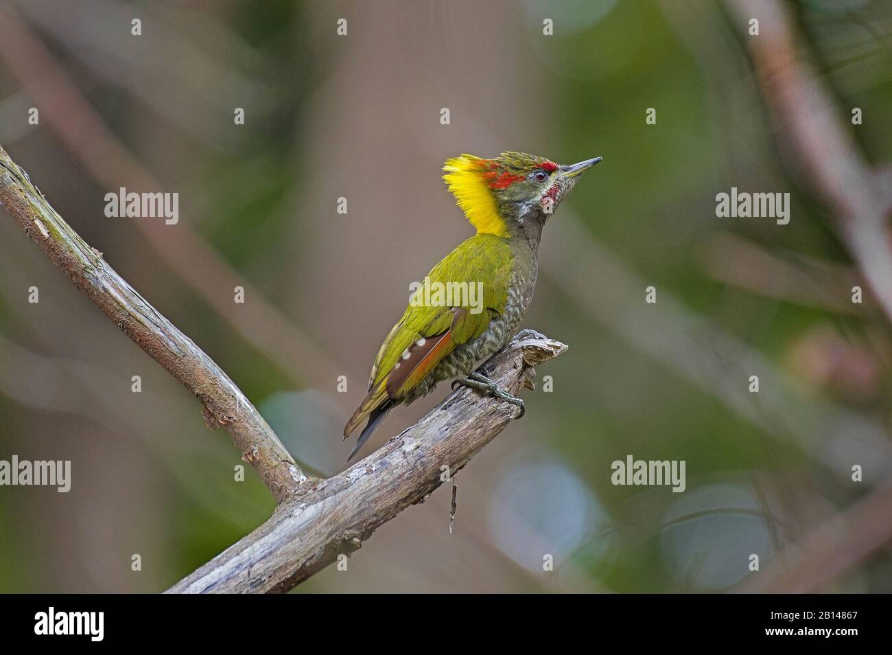 A Lesser-yellownape woodpecker on a tree branch Stock Photo