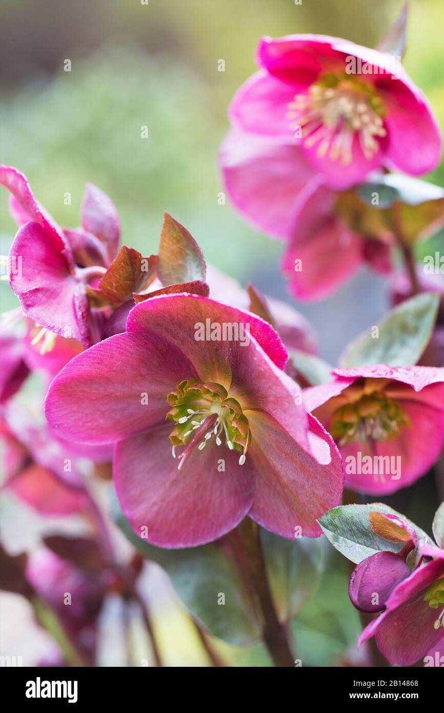 Helleborus 'Anna's Red' flowers. Stock Photo
