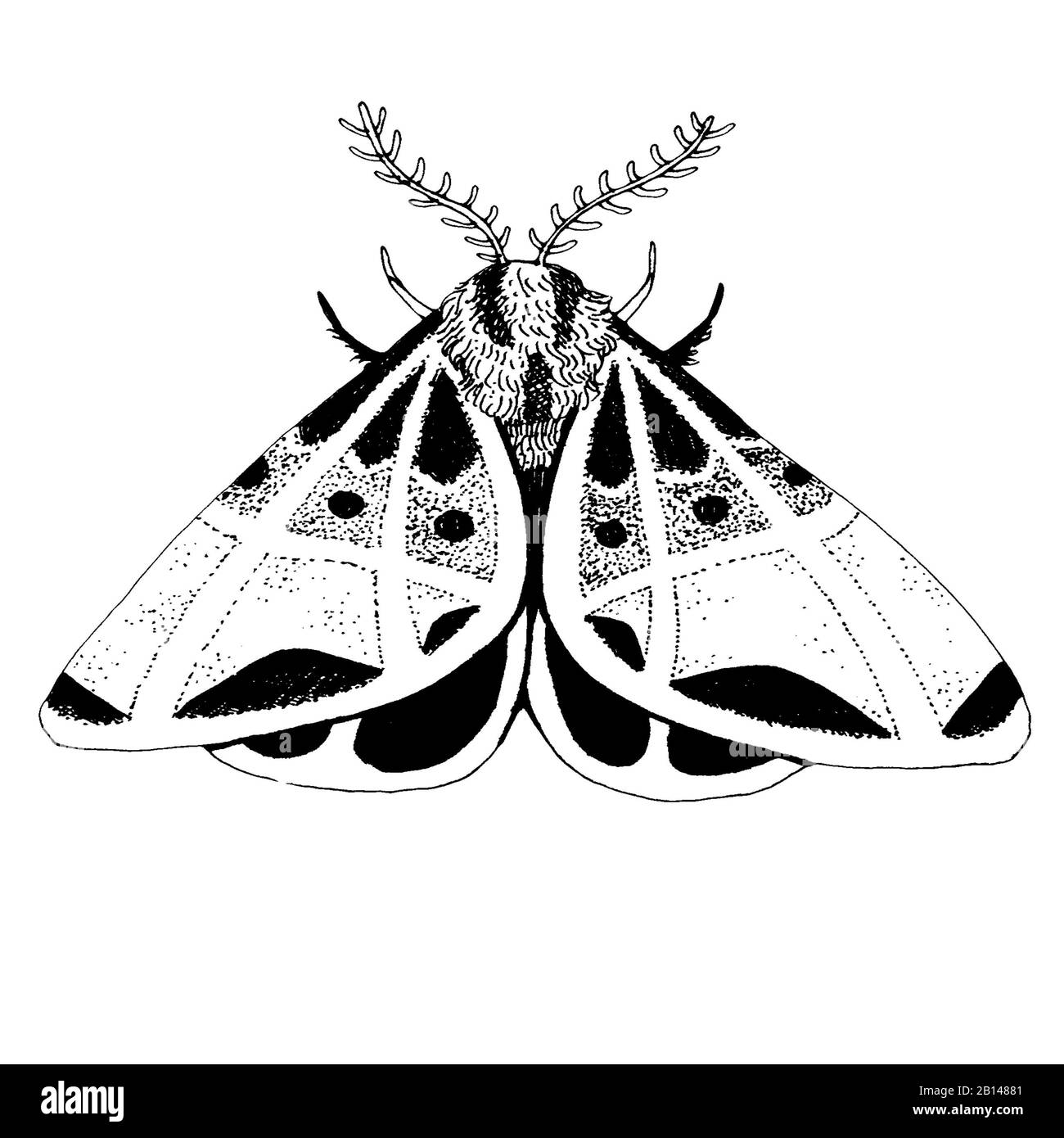 Beautiful mystic vintage black ink moth. Isolated on white background Stock Photo