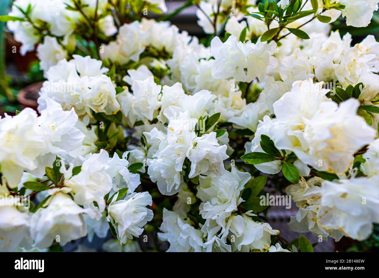 Closeup of white flowers hi-res stock photography and images - Alamy