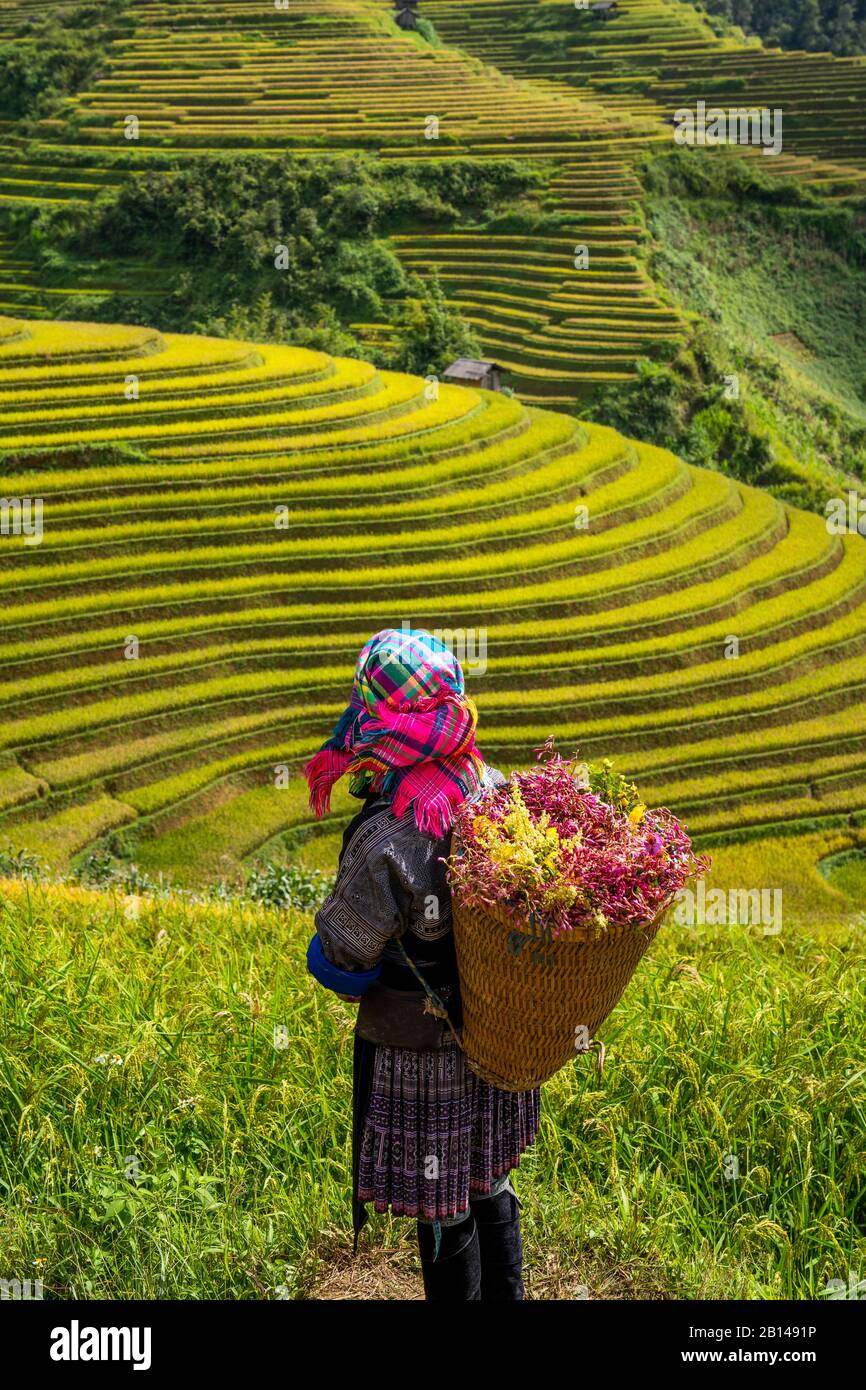 Rice harvest in Vietnam Stock Photo