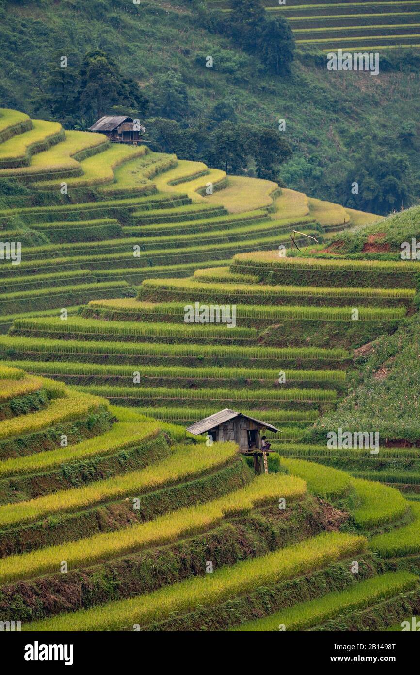 Golden rice terraces just before the harvest in North Vietnam, Mu Cang Chai, Vietnam Stock Photo