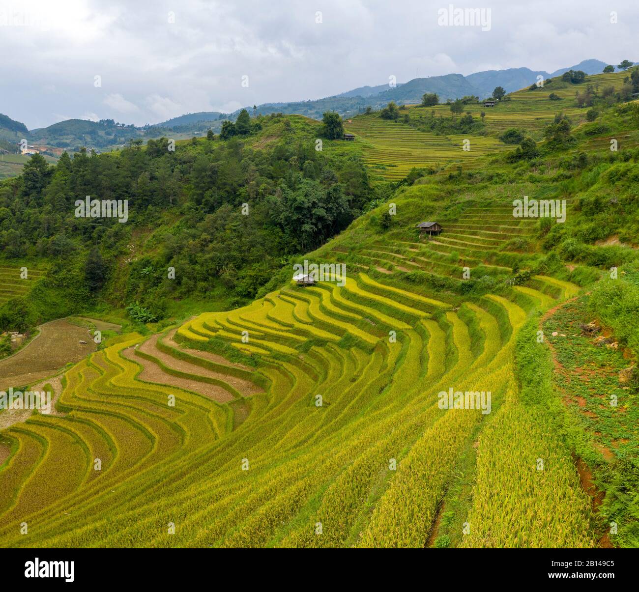 Golden rice terraces just before the harvest in North Vietnam, Mu Cang Chai, Vietnam Stock Photo
