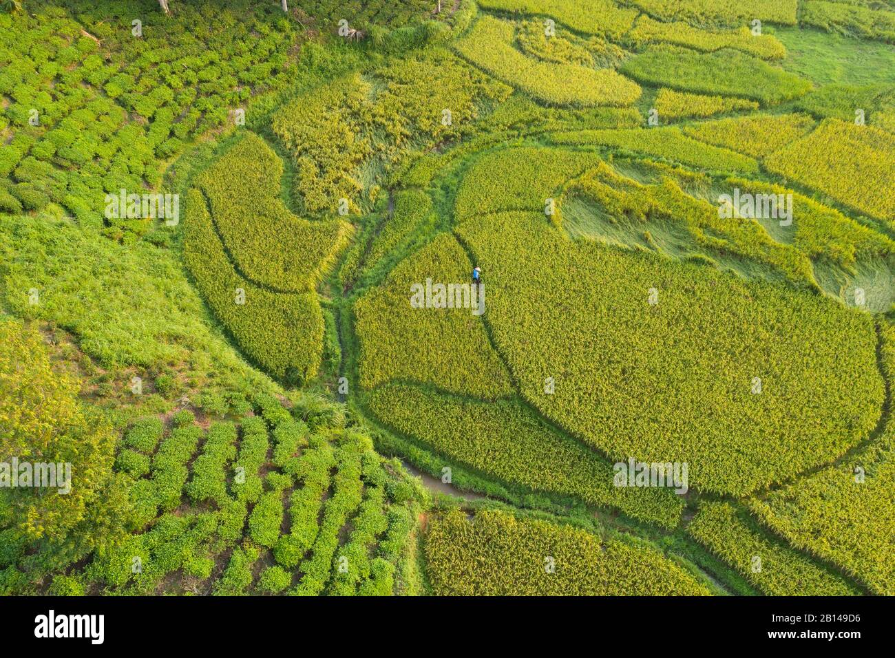 Rice fields near Hanoi, aerial view, Vietnam Stock Photo