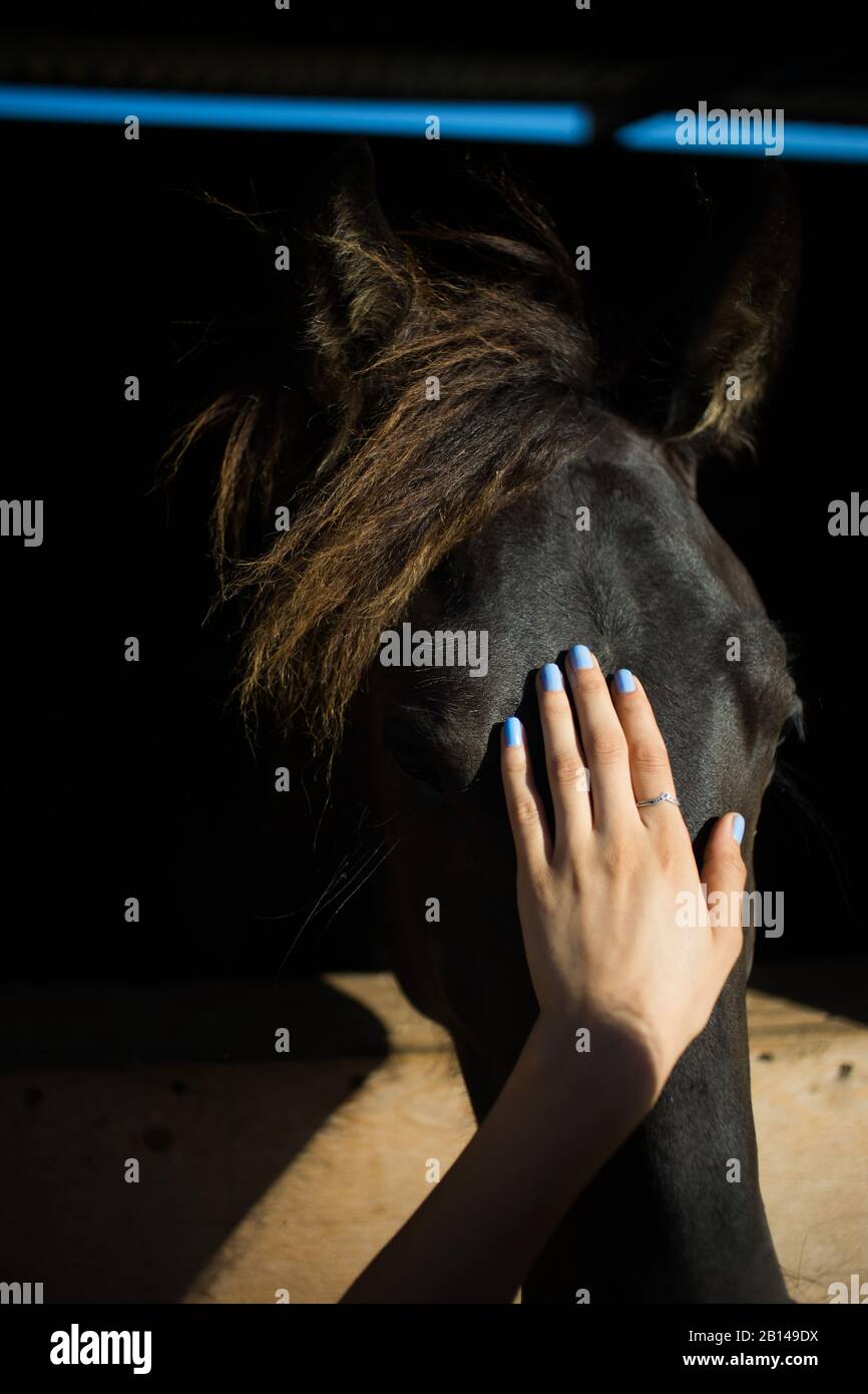Woman's Hand Petting Horse Stock Photo Alamy