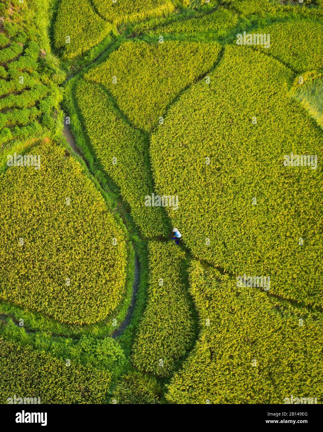 Rice fields near Hanoi, aerial view, Vietnam Stock Photo