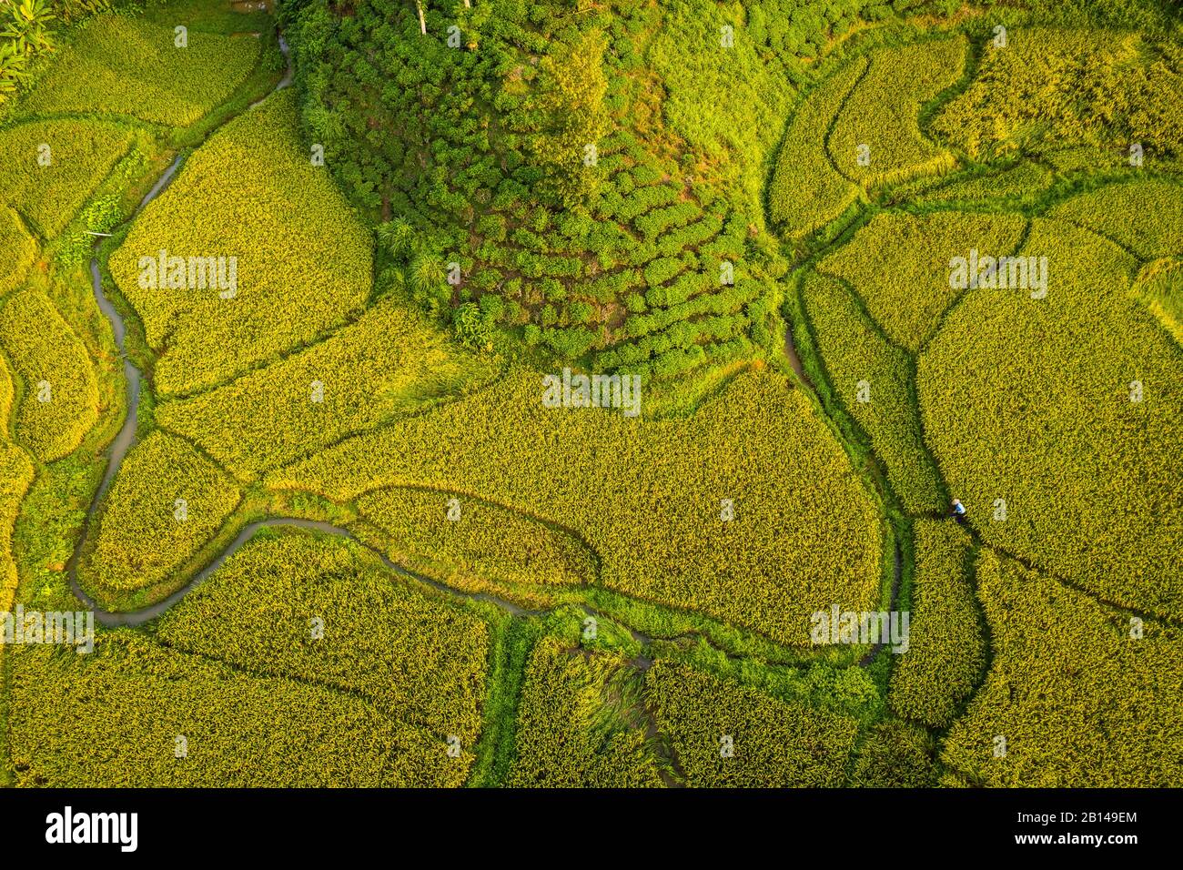 Rice fields near Hanoi, aerial view, Vietnam Stock Photo