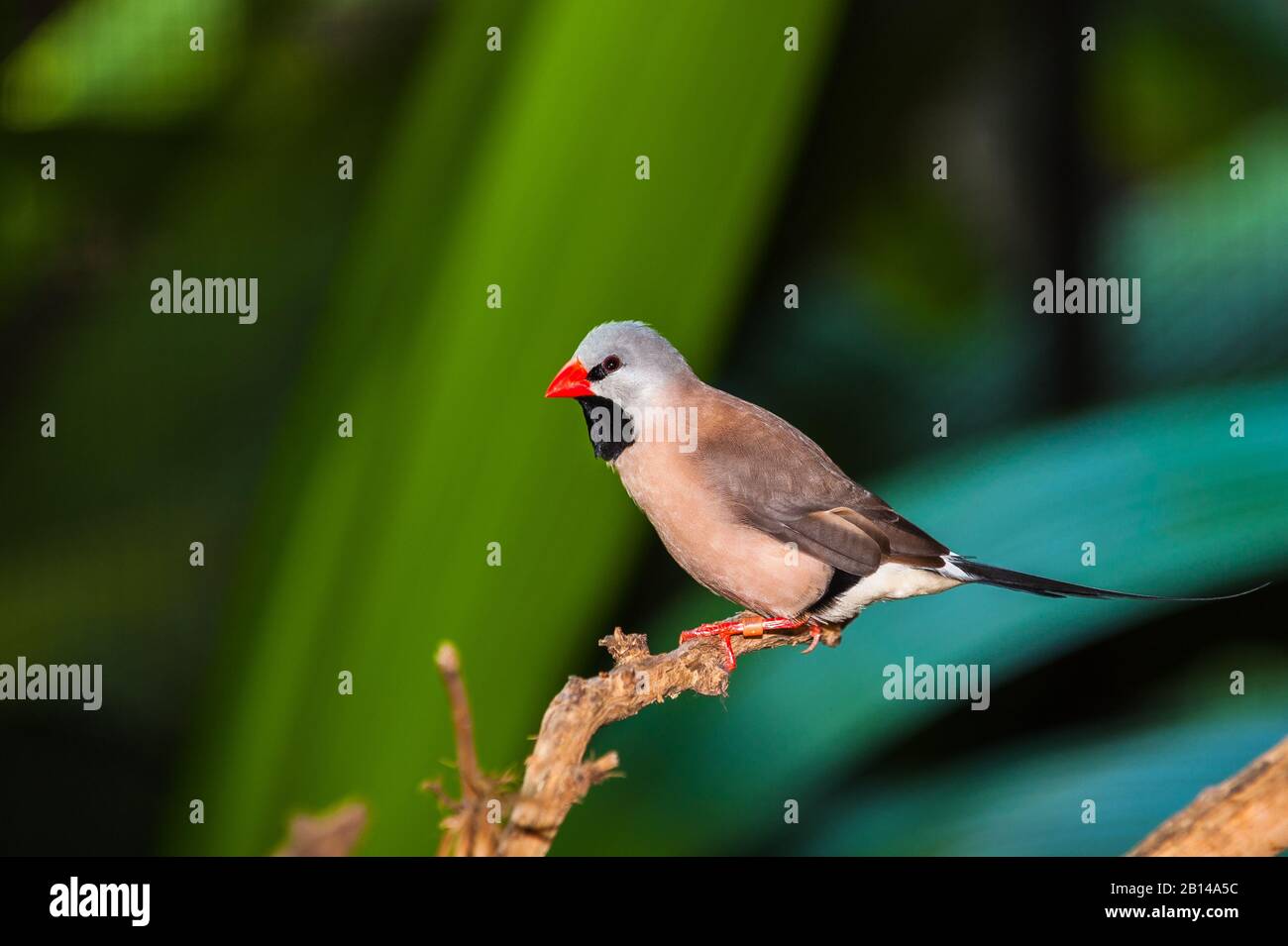 Long-tailed finch perched on a branch surveying  for any threats at a bird preserve in Port Douglas, Queensland, Australia Stock Photo