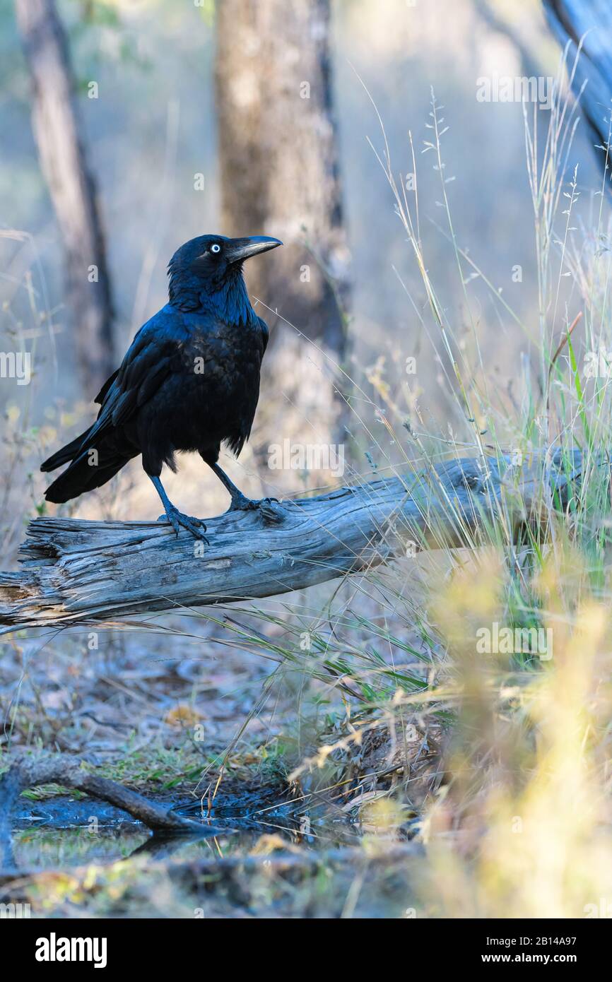 Australian mature raven or crow making sure it is safe before drinking