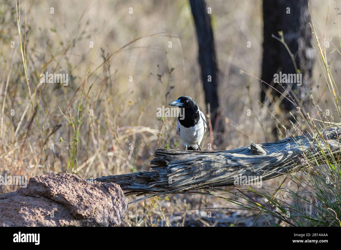 A pied butcher bird perched on a fallen log arrives at a desert waterhole in outback Queensland. Stock Photo