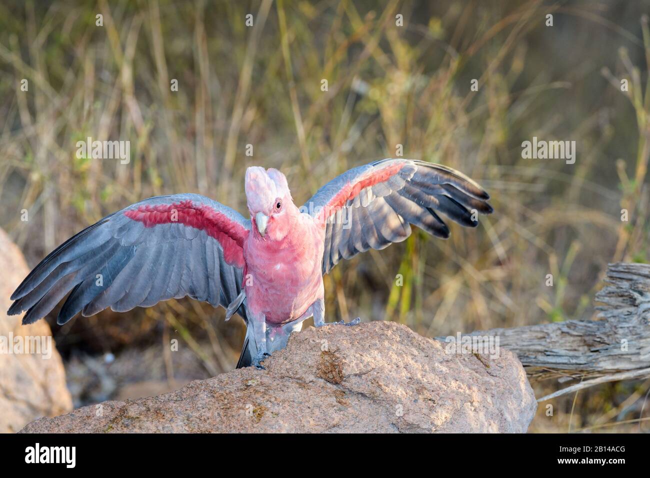 Pink (Rose-breasted) cockatoo lands, wings extended, beside a waterhole in western Queensland ready to quench its thirst. Stock Photo