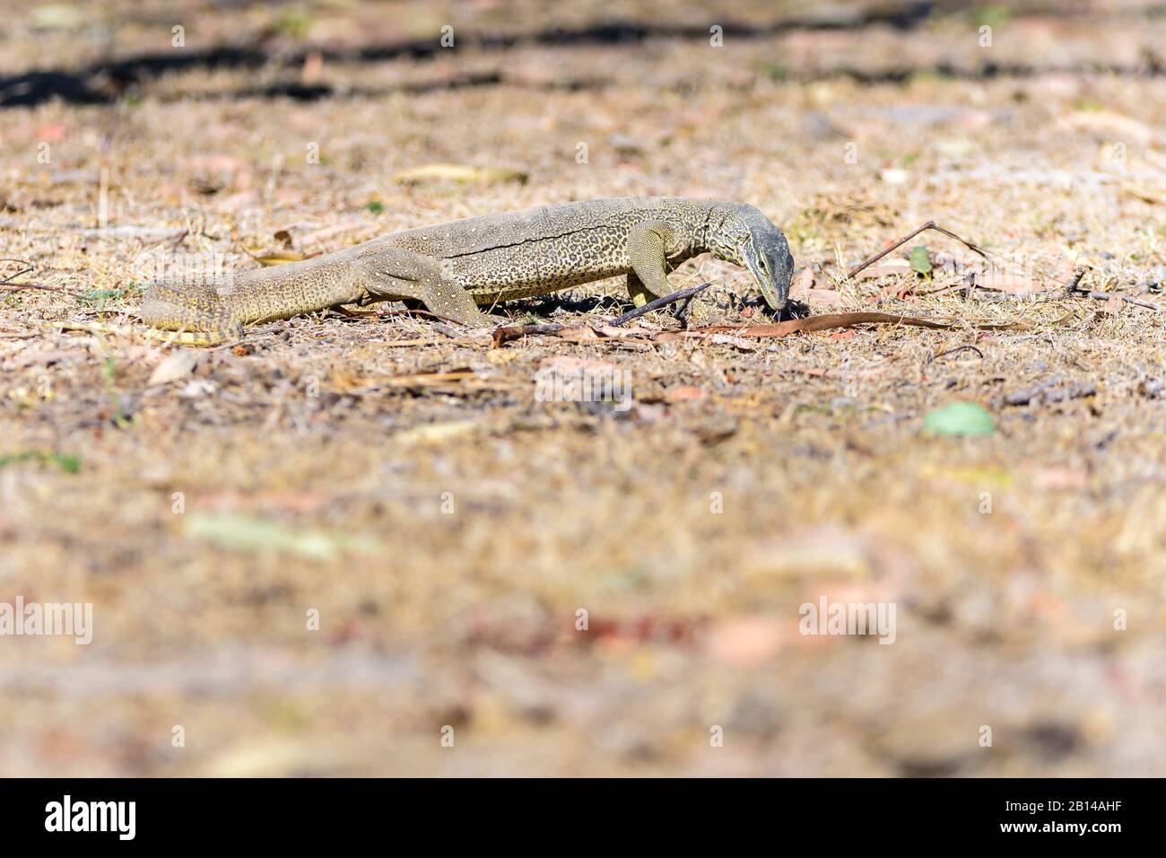 An Australian sand goanna on the prowl for a mornings meal in the Cape York country in Australia. Stock Photo