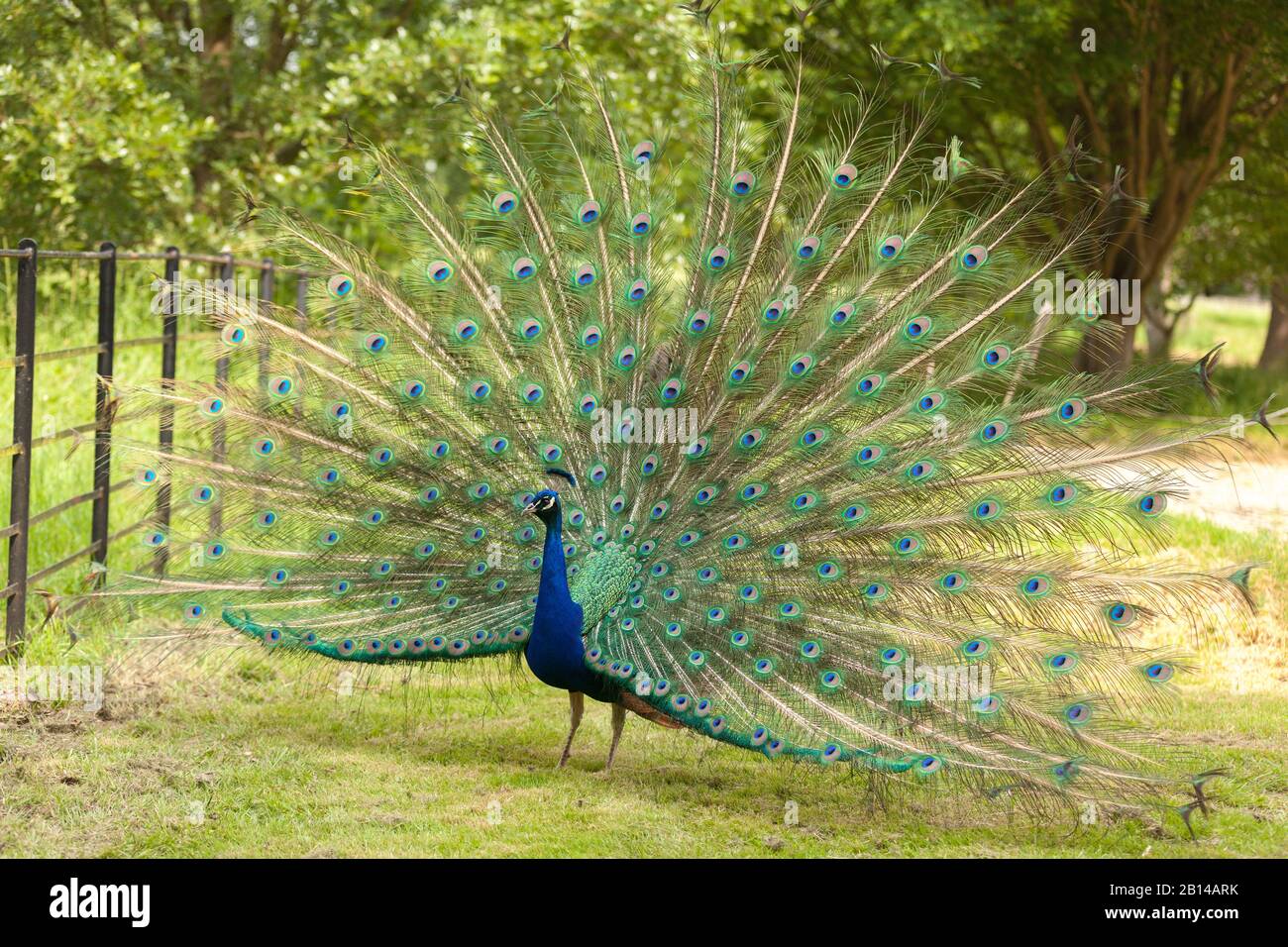 peacock showing off Stock Photo - Alamy