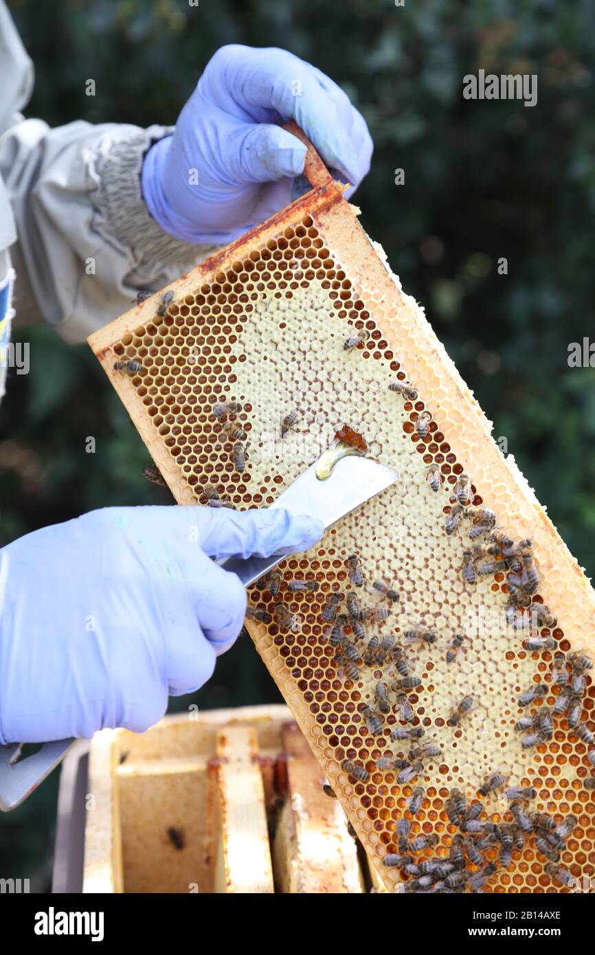 A photo showing a frame with a beekeeper using a hive tool to show the honey. Stock Photo