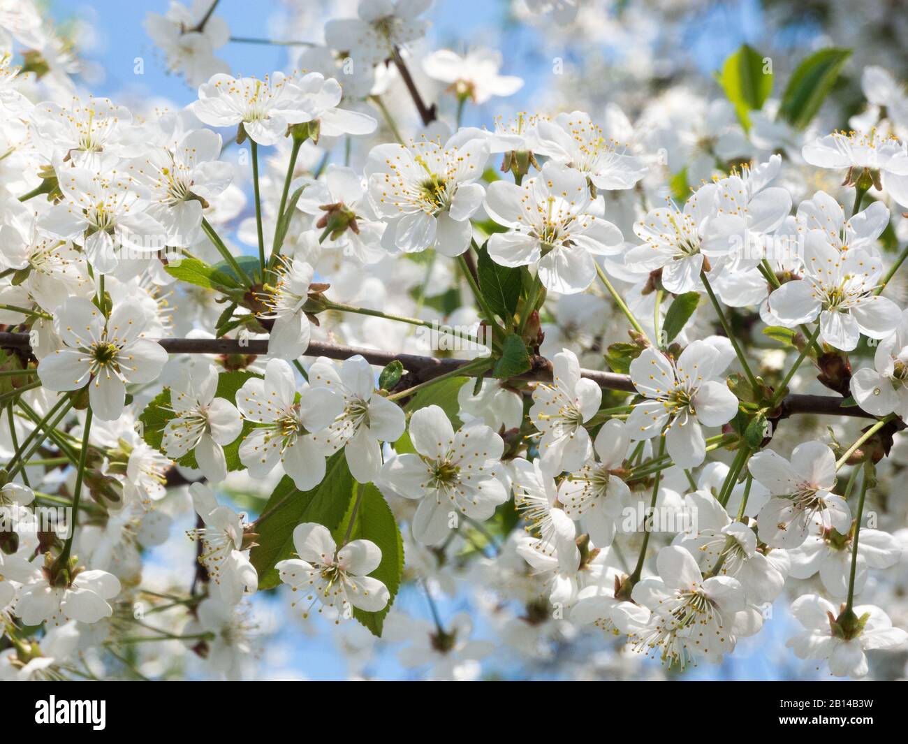 Small cherry tree garden hi-res stock photography and images - Alamy