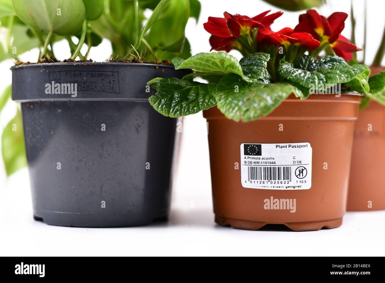 Flower pot with European Union plant passport printed on it, measures  against plant pests Stock Photo - Alamy