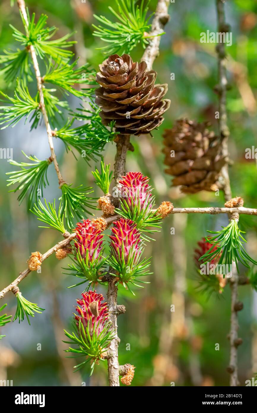 Young fir cones hi-res stock photography and images - Alamy