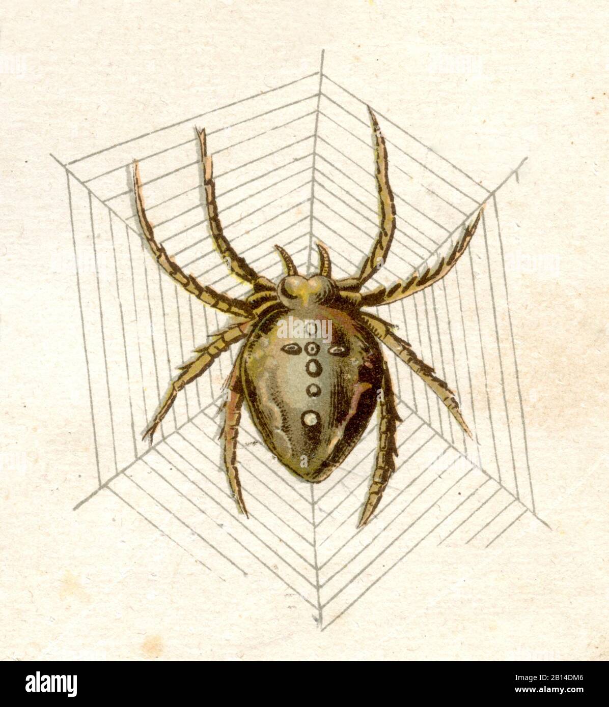 European garden spider, Araneus diadematus, Kreuzspinne in ihrem Netz, Épeire diadème,  (zoology book, ) Stock Photo