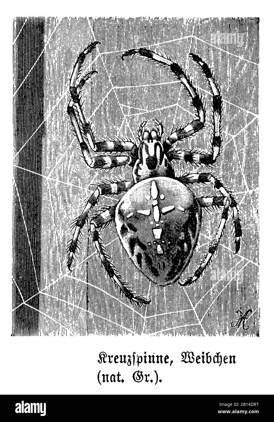 European garden spider, Araneus diadematus, Kreuzspinne: Weibchen, Épeire diadème, M.V. (biology book, 1898) Stock Photo