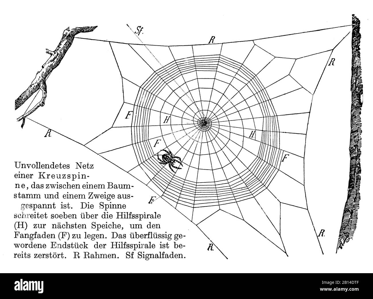 European garden spider, Araneus diadematus, Kreuzspinne mit unvollendetem Netz, Épeire diadème, W[alter] Heubach (zoology book, 1928) Stock Photo