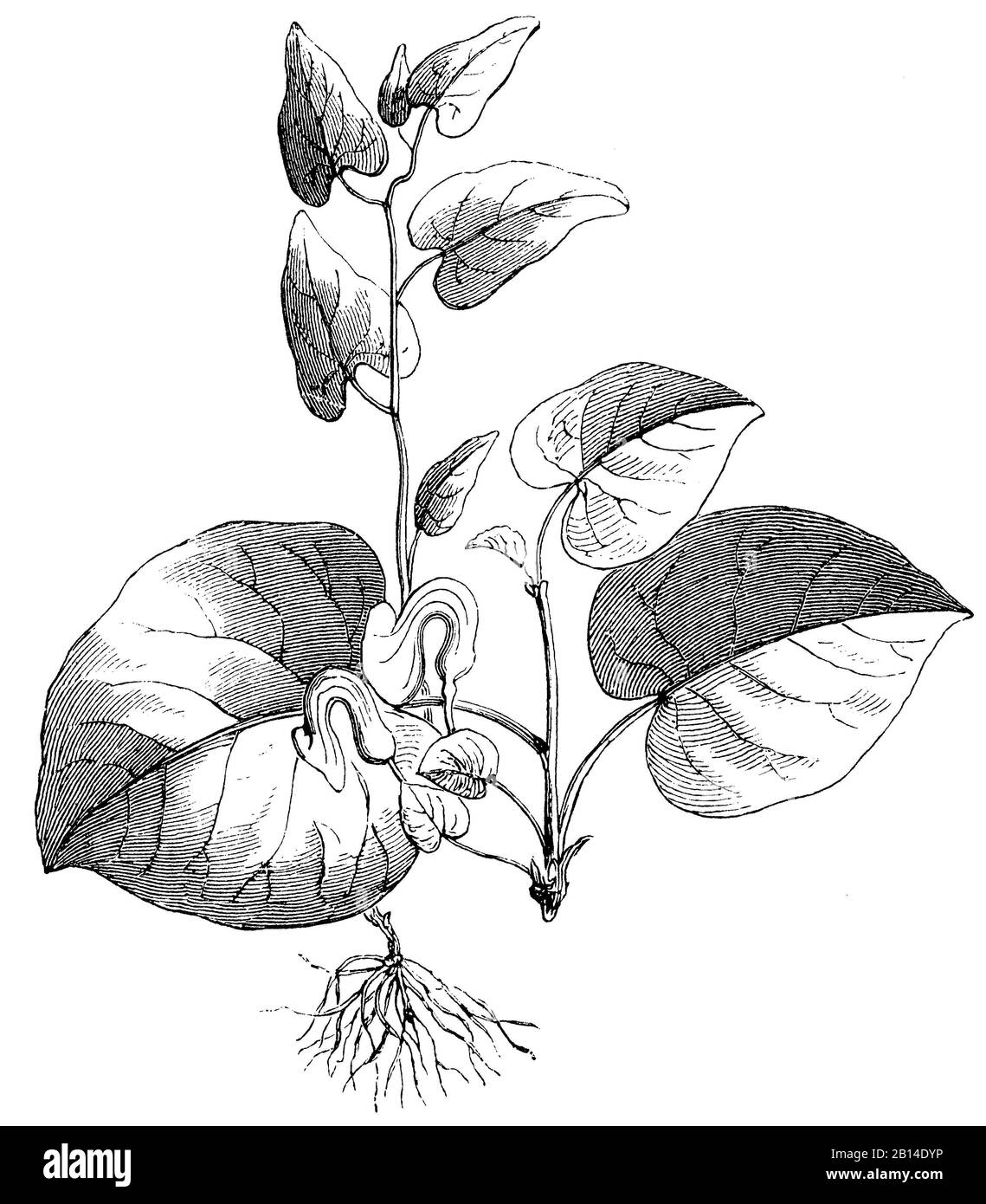birthwort, Aristolochia clematitis, Aristolochia, Aristoloche clématite,  (encyclopedia, 1893) Stock Photo