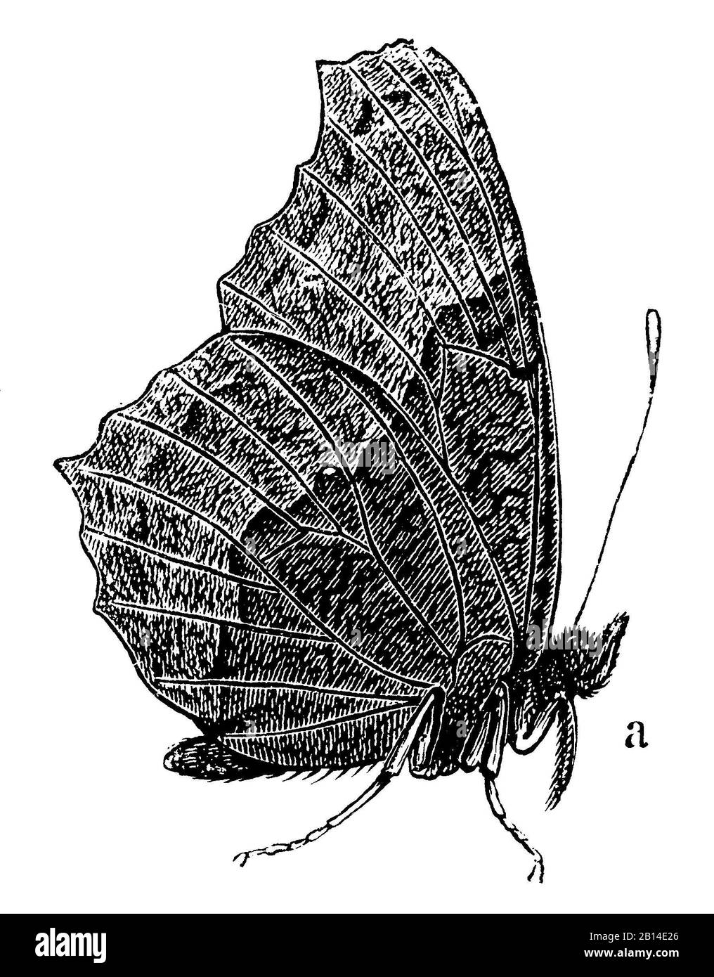 peacock butterfly, Aglais io Syn. Inachis io, Nymphalis io, Tagpfauenauge, sitzend, Paon-du-jour,  (encyclopedia, 1892) Stock Photo