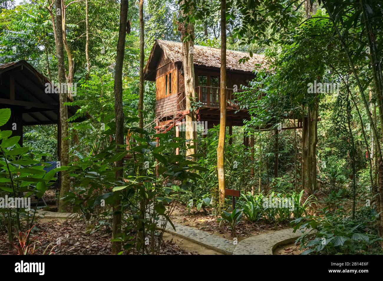 Forest tree house jungle hi-res stock photography and images - Alamy