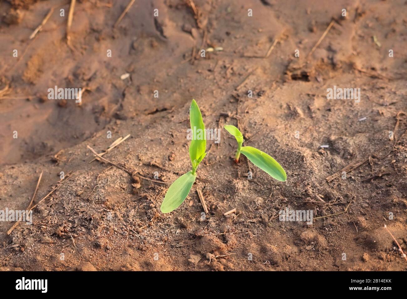 two plants growing on ground with natural light background, plant texture or pattern for design, copy space background, corn plant image Stock Photo