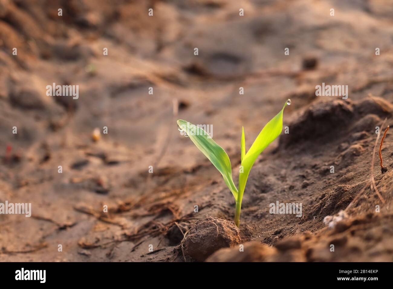 A plant growing in natural light in nature , copy space background, concept for growth, corn plant full growth in agriculture farm Stock Photo