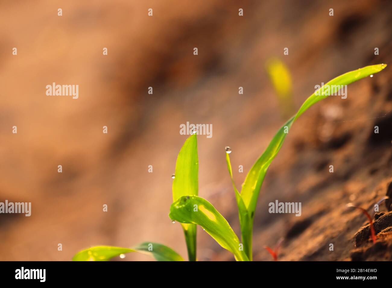 corn plant growing on agriculture field in morning natural light with corn leaf on water drop in winter time , concept for growth with copy space back Stock Photo