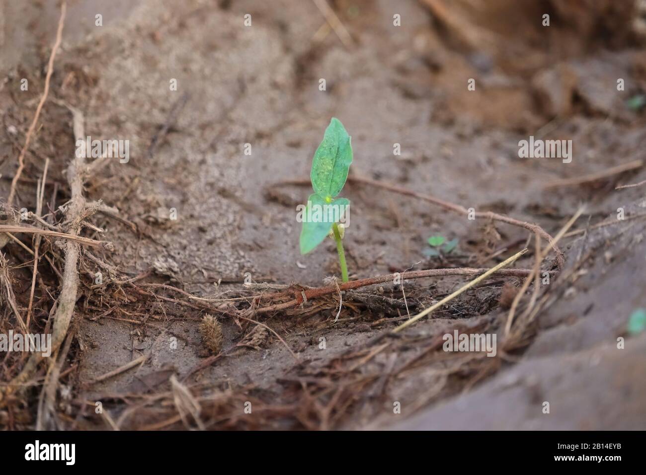 A green beans plant growing in nature with sandy background for design pattern, close up single