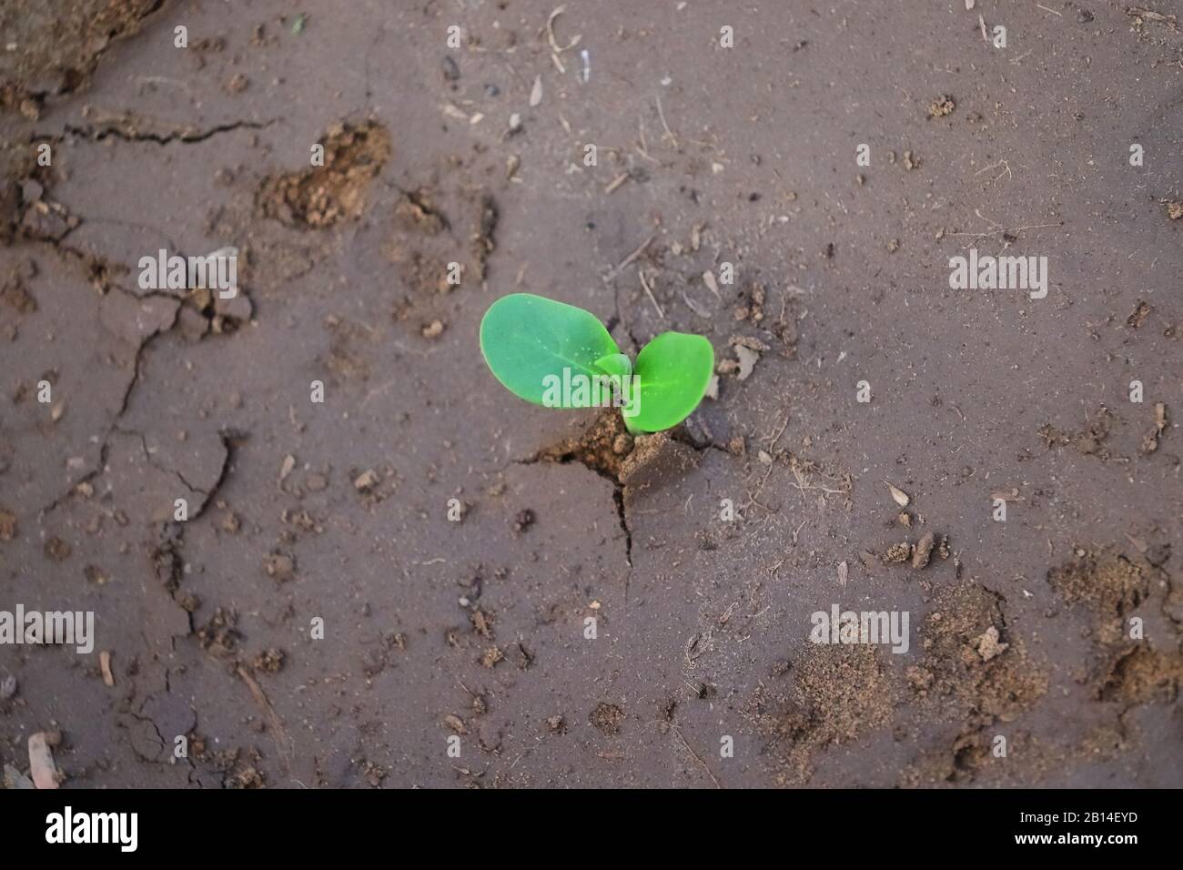 A cluster beans plant growing in agriculture field in village , concept