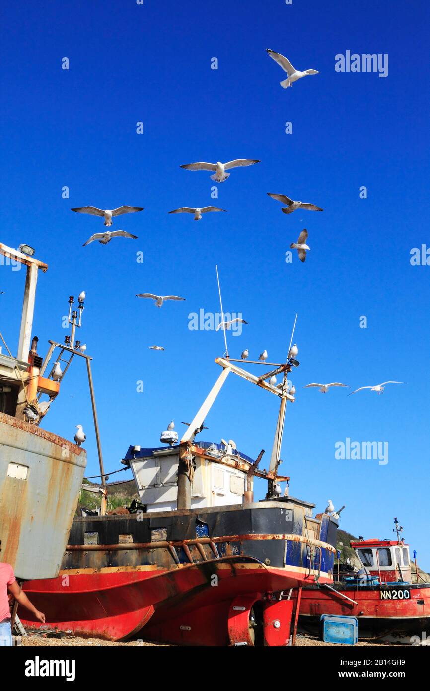 Hastings seagulls and fishing boats on the Old Town Stade fishing boat beach, Rock-a-Nore, East Sussex, UK Stock Photo