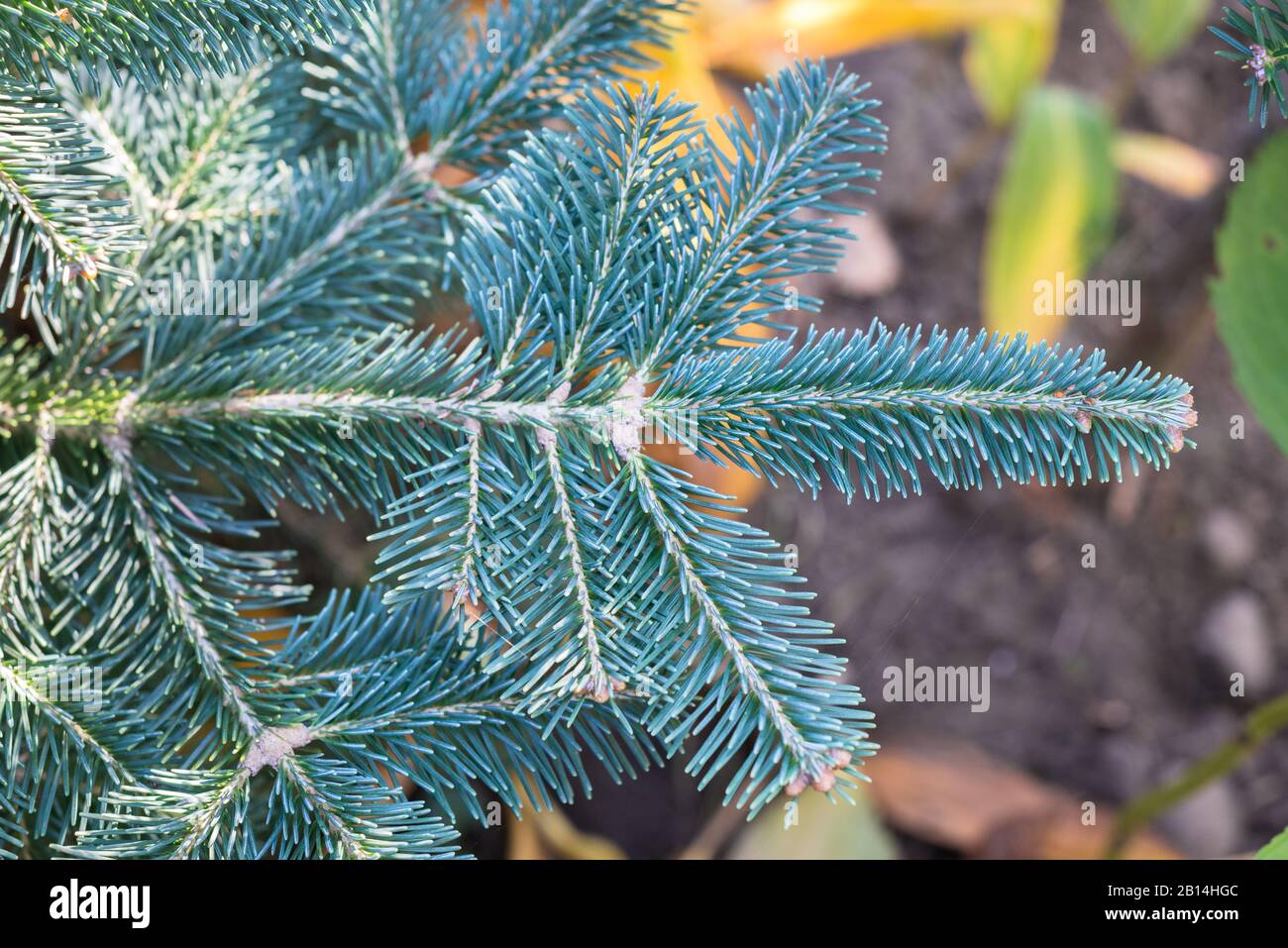 Twigs of Abies lasiocarpa var. arizonica (corkbark fir). Beautiful green to blue soft needles. Stock Photo