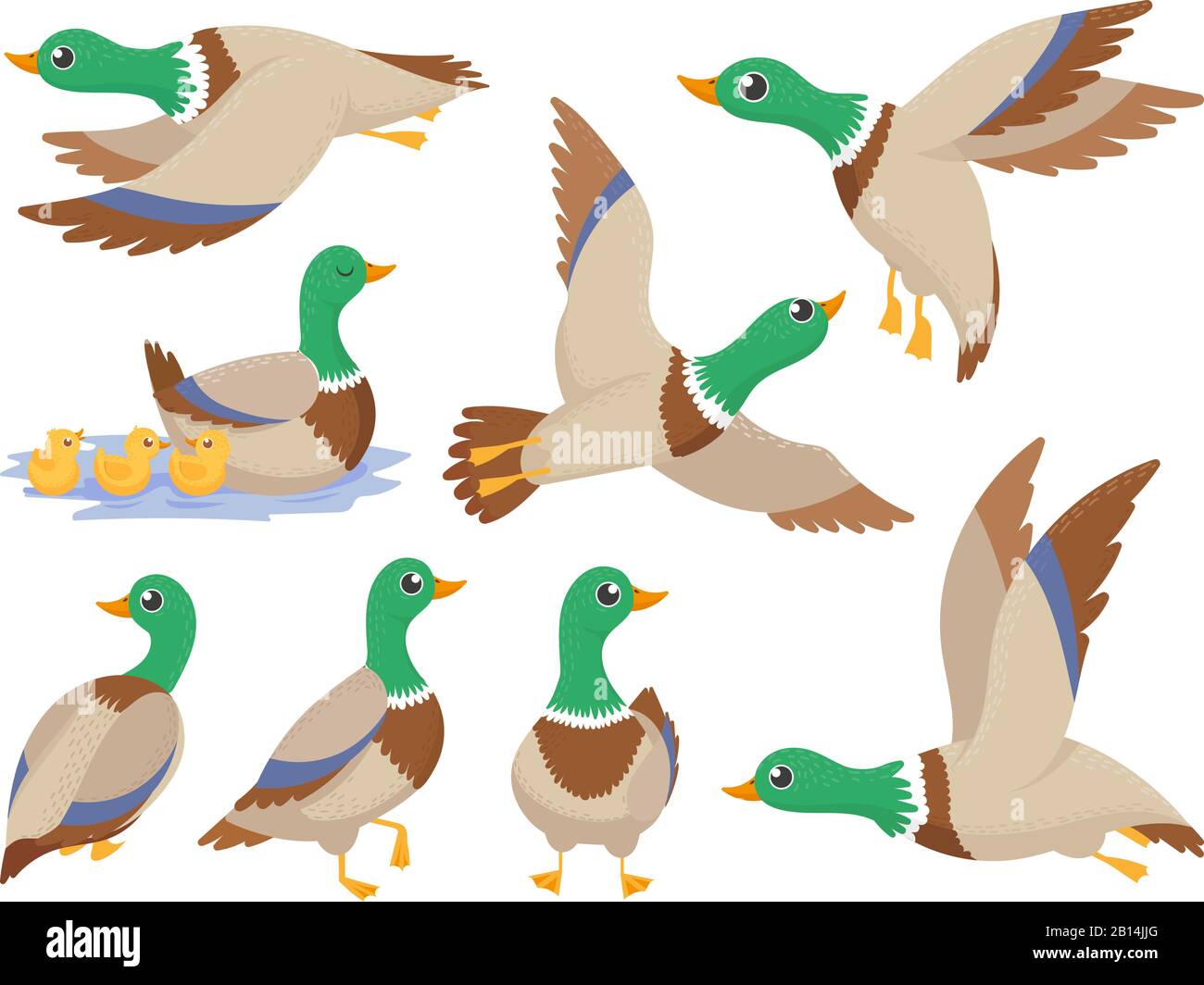 Wild ducks. Mallard duck, cute flying goose and green headed swimming canard isolated cartoon vector illustration set Stock Vector