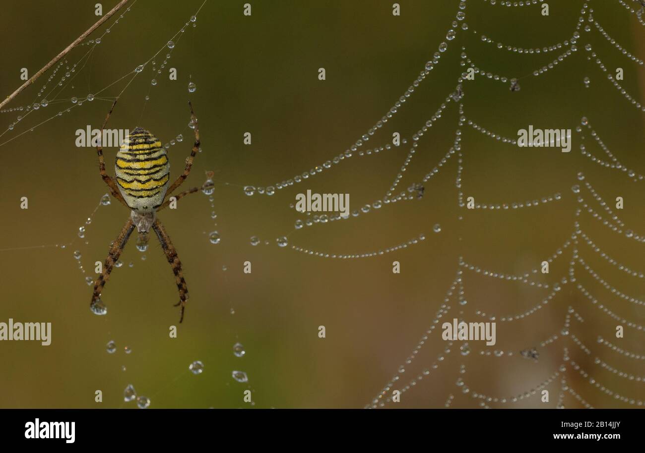 Female wasp spider, Argiope bruennichi, on its orb-web on a dewy early morn8BIM Stock Photo