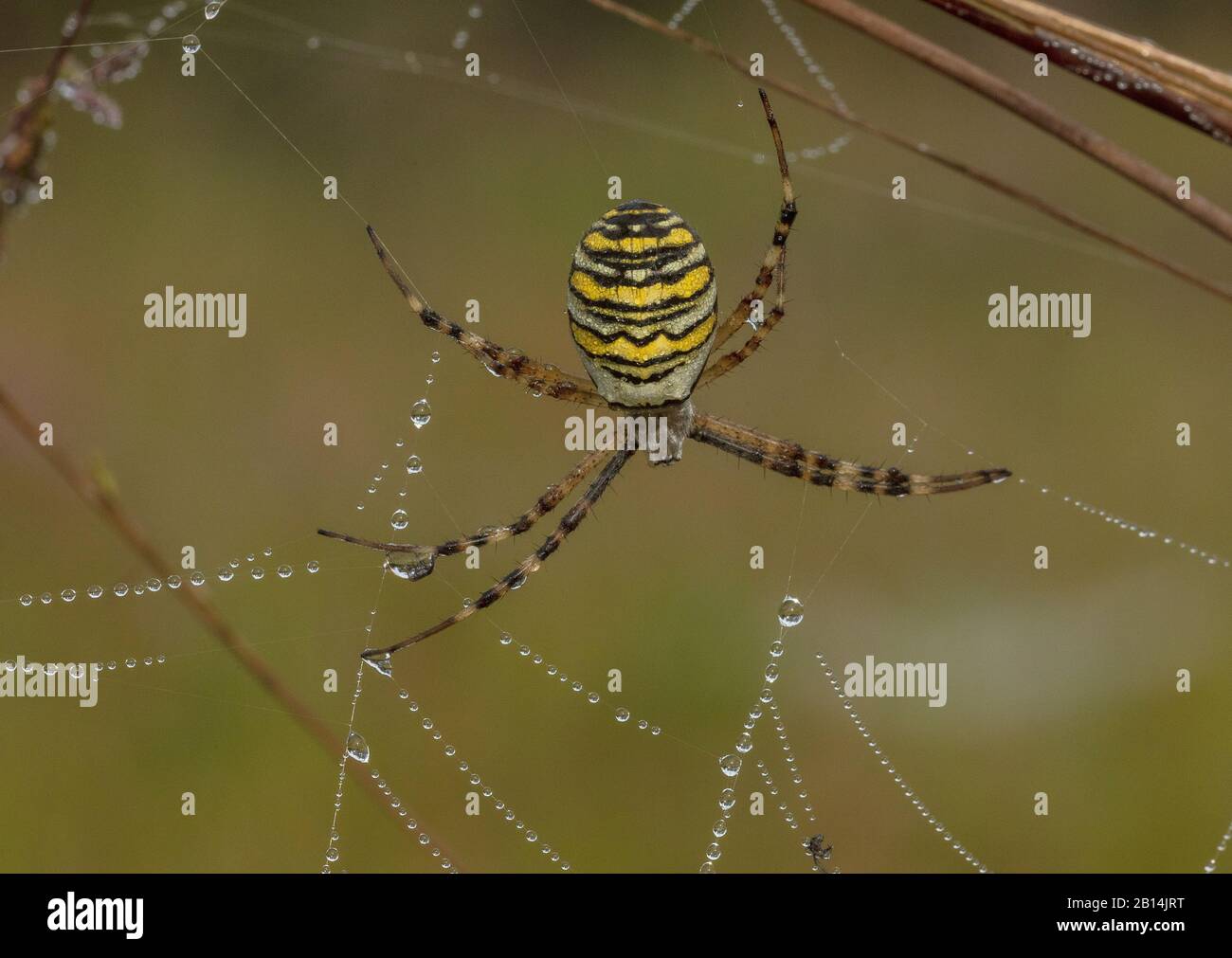 Female wasp spider, Argiope bruennichi, on its orb-web on a dewy early morn8BIM Stock Photo