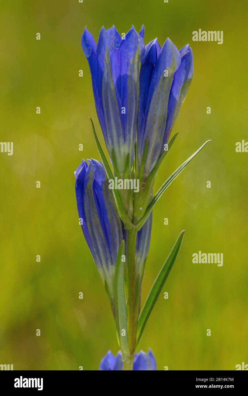 Marsh Gentian, Gentiana pneumonanthe, in flower on wet heathland. Autumn. With eggs of the Alcon blue butterfly, Cherbourg. Stock Photo