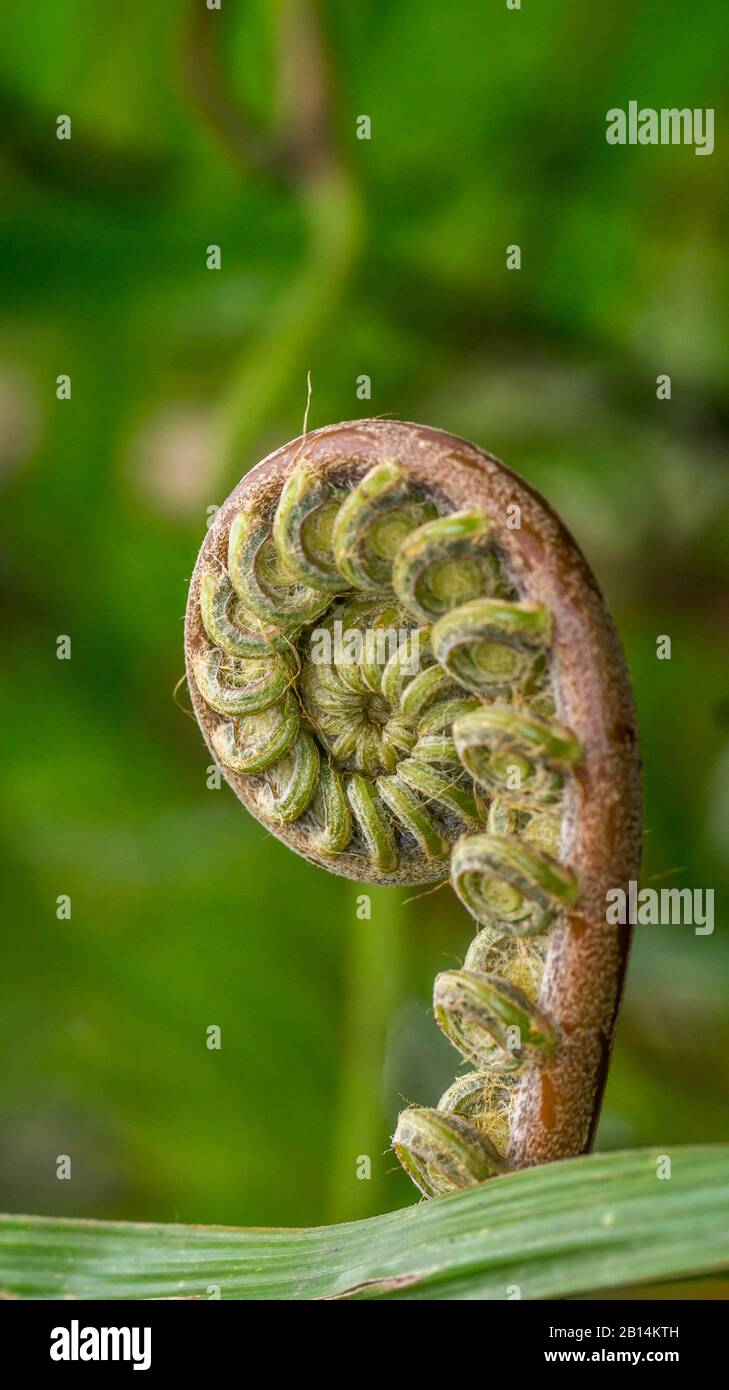 closeup of fern bud in the tropical rain forest with sunbeam Stock Photo