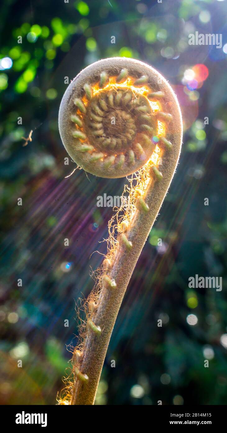 closeup of fern bud in the tropical rain forest with sunbeam Stock Photo