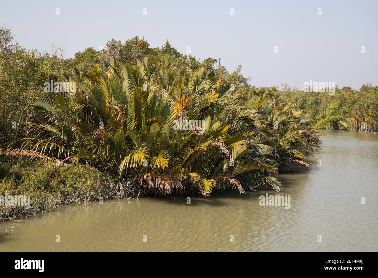 World largest mangrove forest Sundarbans of Bangladesh Part. Stock Photo