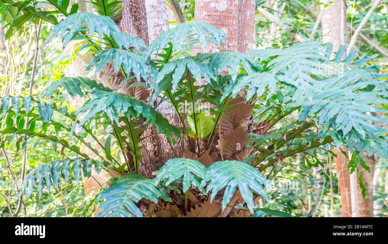 Epiphytic species of fern hi-res stock photography and images - Alamy